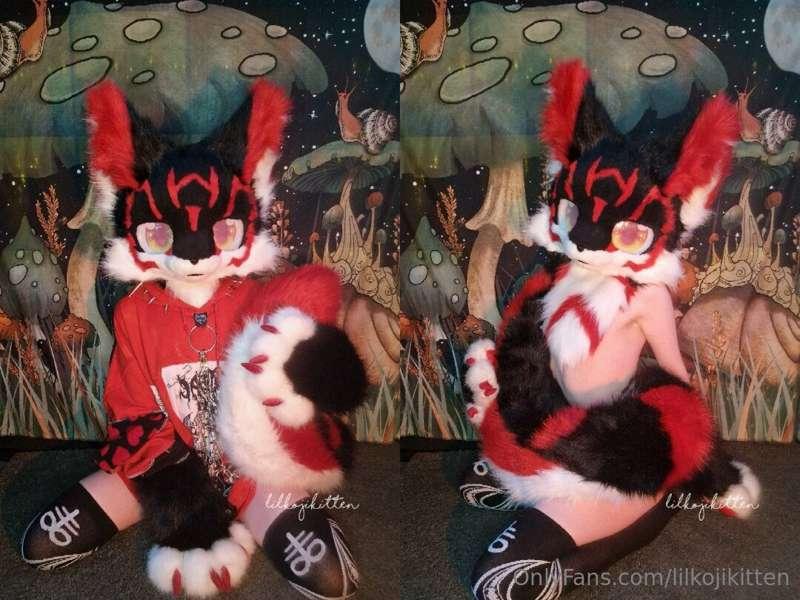 Koji the Bakeneko ❤️ 🖤