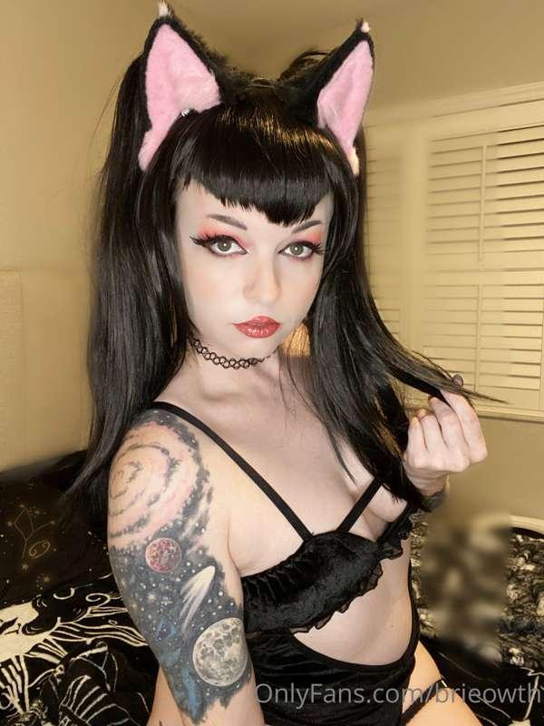 Here kitty kitty! This set is me exclusively getting into PO..