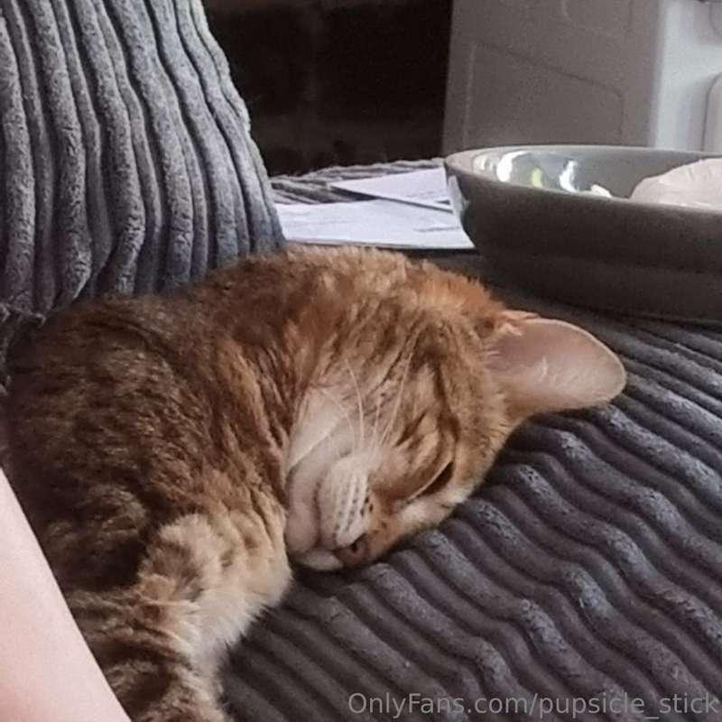 Also, look at my stupid catto!