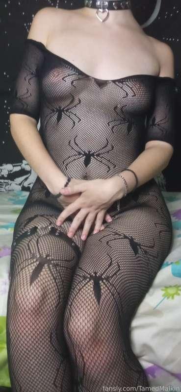 tamedmalkin image #17