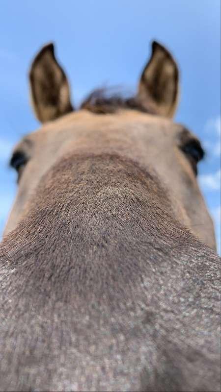 Pet Photos
