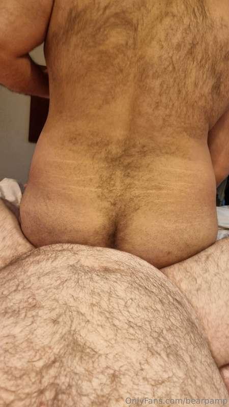 bearpamp image #0