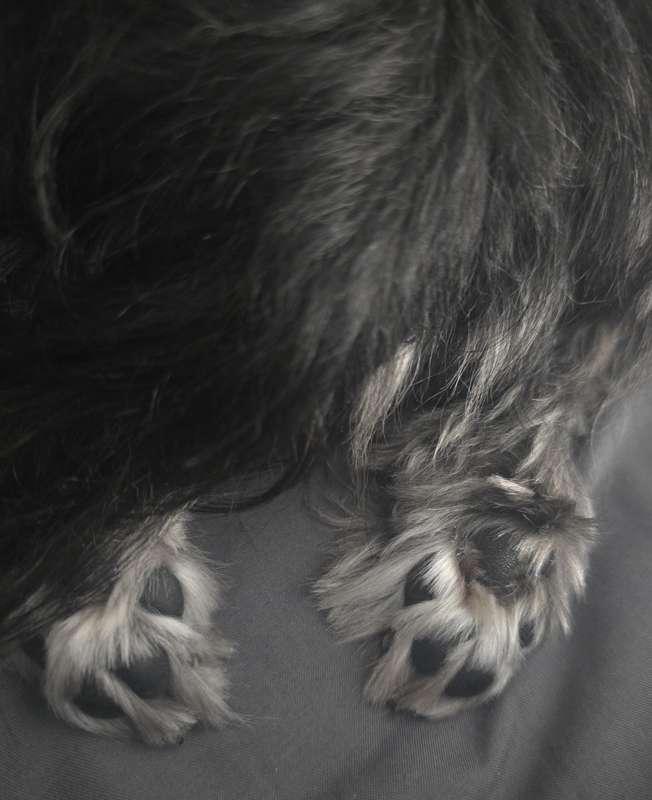 🐾Goodnight🥰🥰