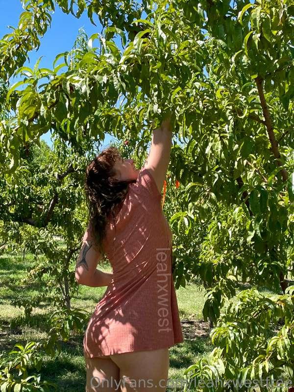 Peach pickin’ 🍑