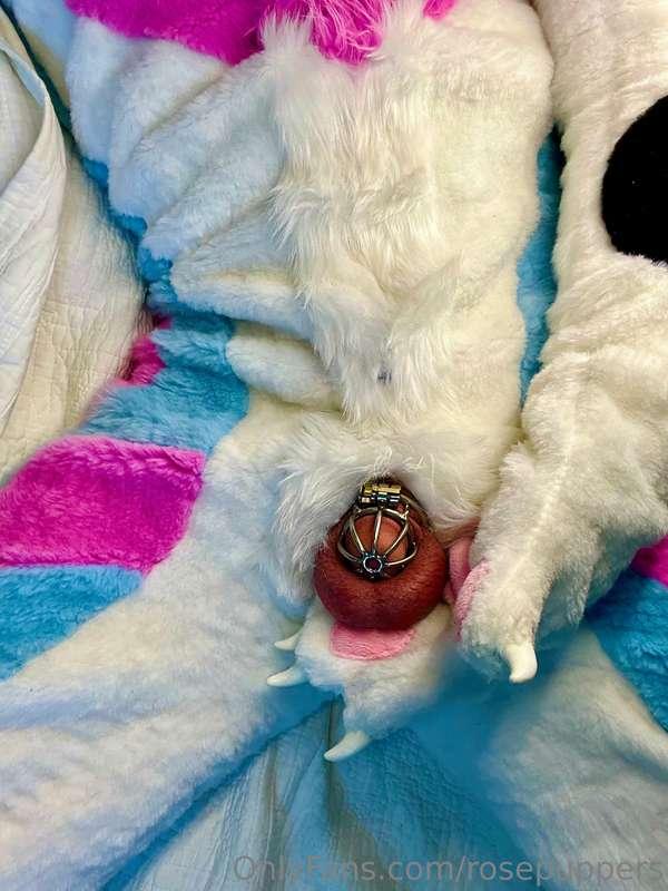 Here’s what a pent up dog looks like