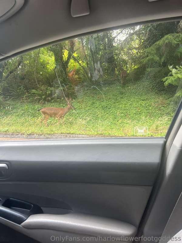 Driving home from my studio and these handsome boys decided ..