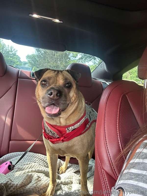 Wanted to give you guys an update on my pup! She went to the..