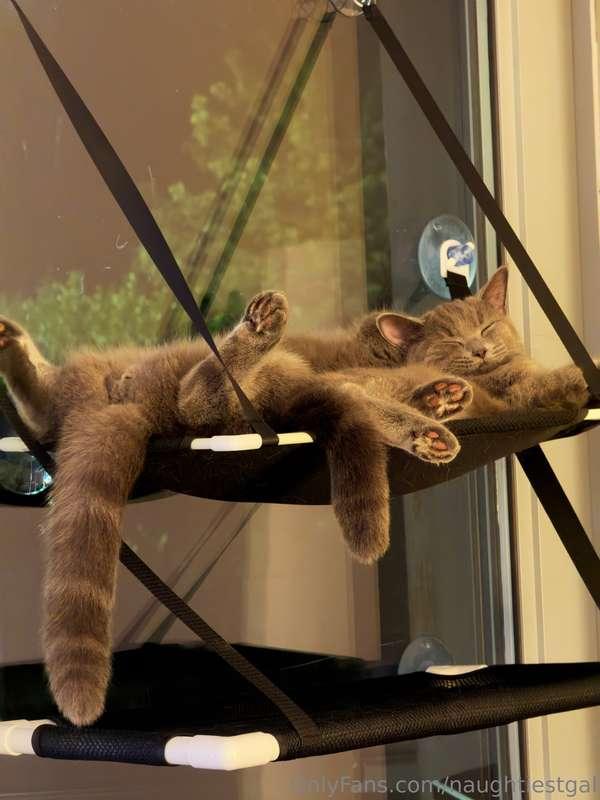 Mood #lazy #cats #bestlife