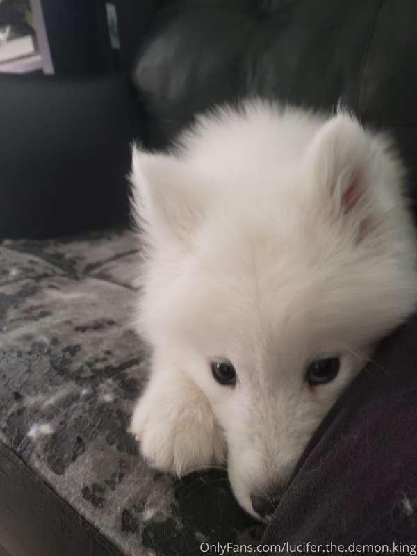 Mahh new puppyy