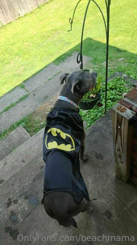 Bat doggie 🩶