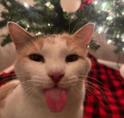 NEXT YEAR UPDATES AND ITS FESTIVE TIMEE <333