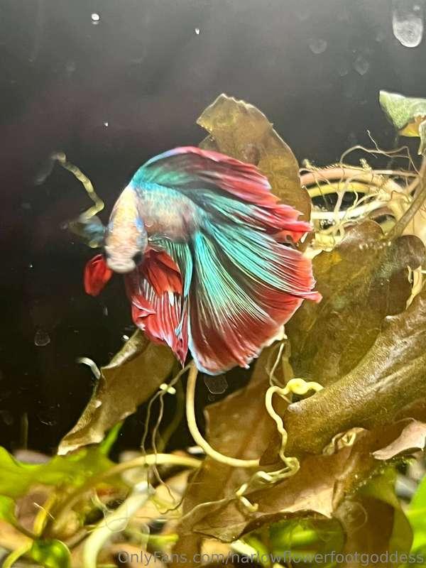 Good morning Tribe 🌈I LOVE THE PET WORKS! 🐠…. I’m a window s..