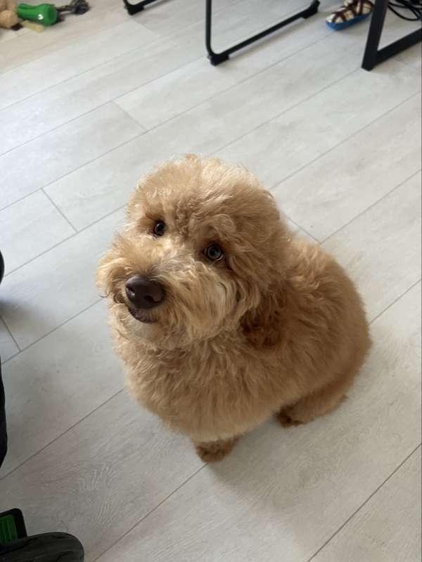 dog