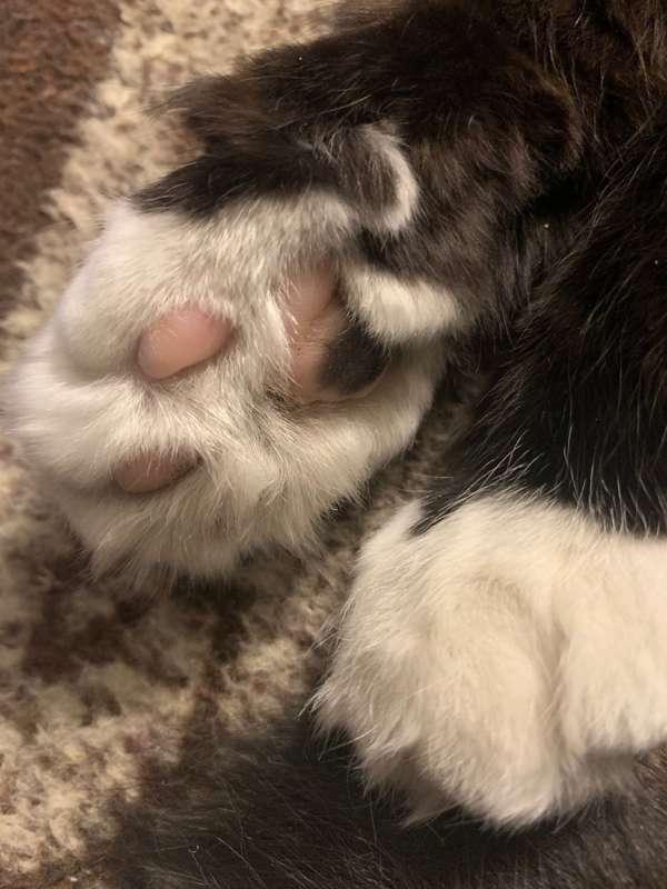 I heard some of you were into feet - here are some toe beans..