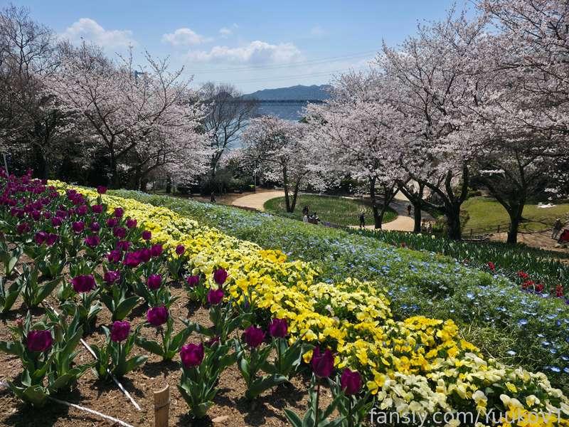 It's spring~ so there will be many Sakura pictures every time I see them. 

I think I got a place to live so yay. I really want a cat, but I have to make sure my income is stable enough so I won't be getting one till end of the year.

How are you guys? 