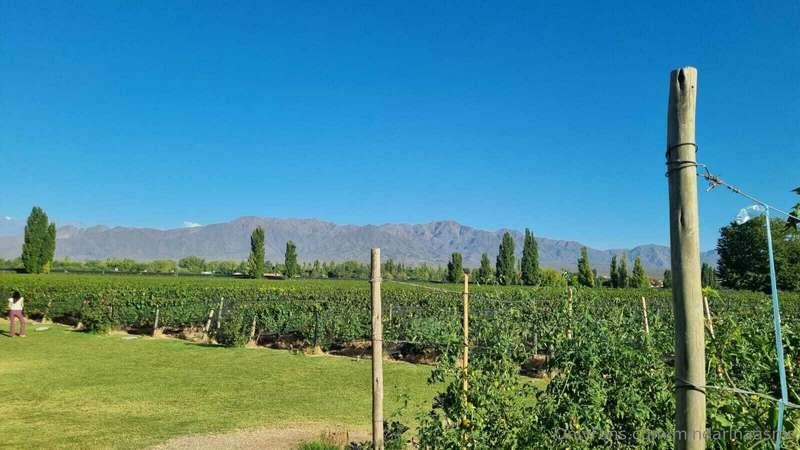 Just Mendoza things! A little bit of my trip to one of the m..