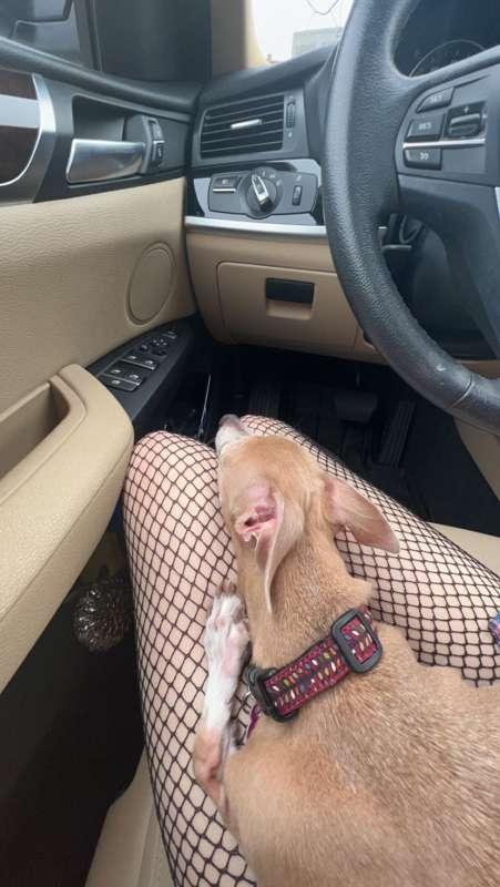 My fav driving buddy 💖