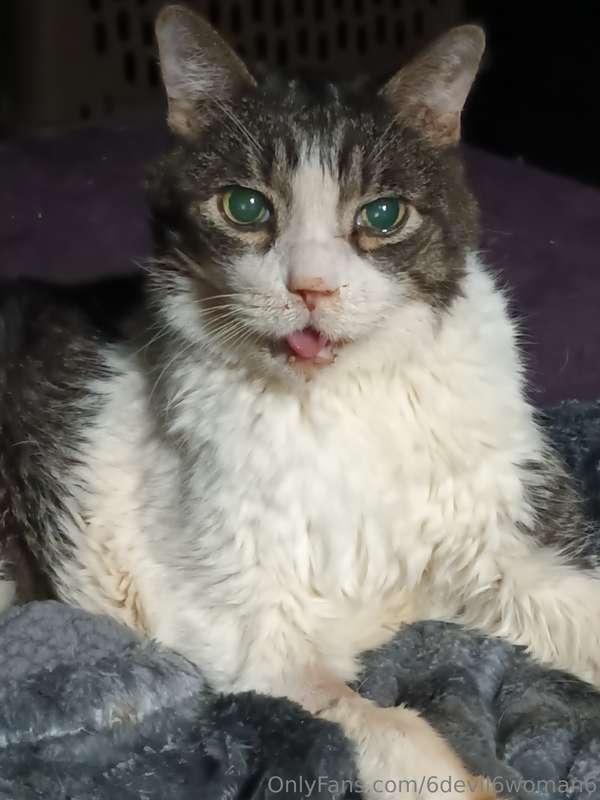 My poor kitty needs to go back to the vet. I'm trying to rai..