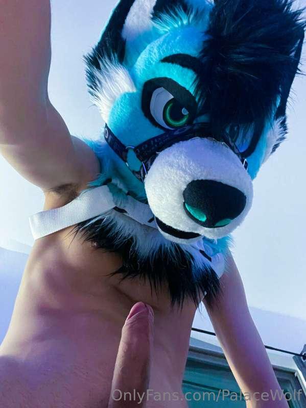 palacewolf main image