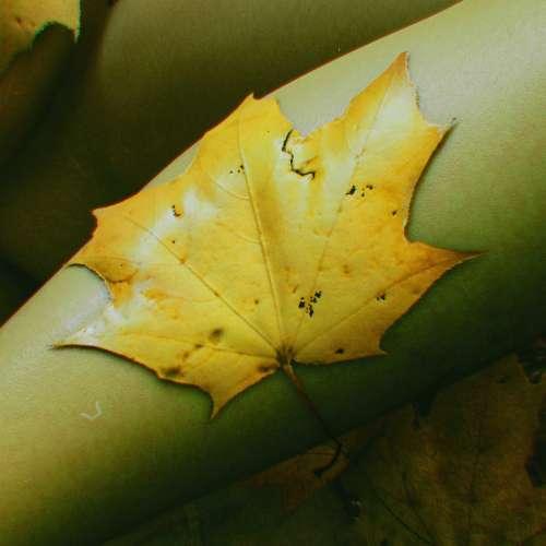 Autumn ain't so bad