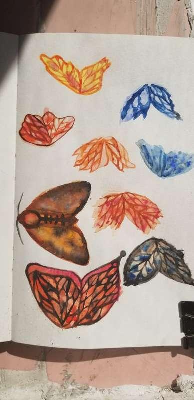 More butterflies