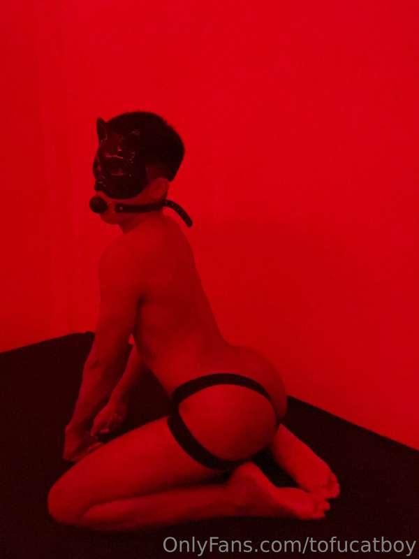 tofucatboy image #2