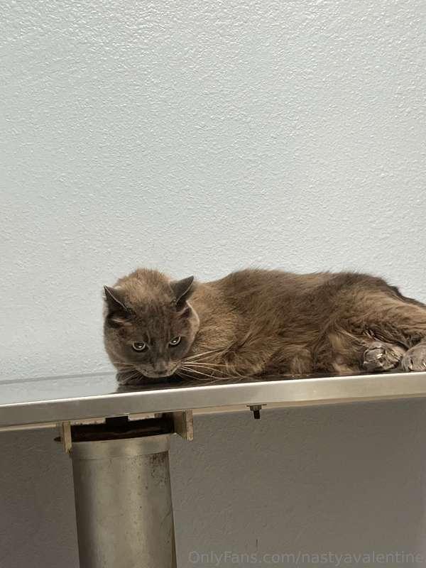 I had to take biscuit cat to the vet for an emergency visit ..