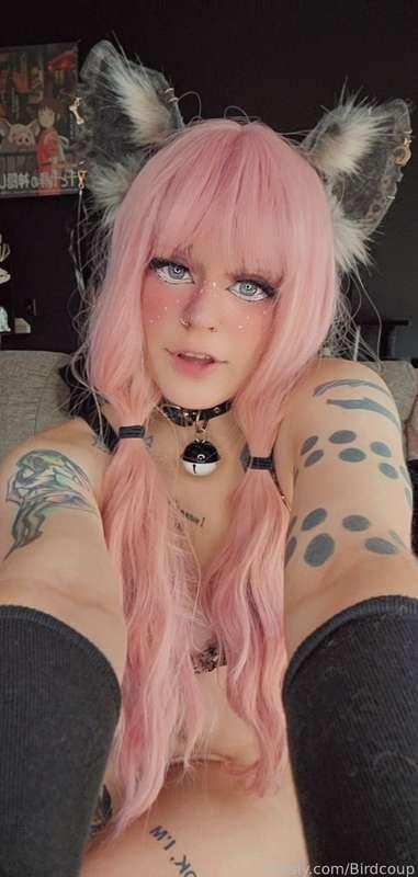 coophound image #3