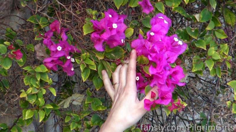 Pink Flowers