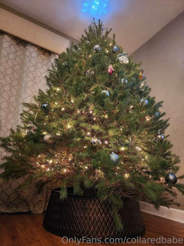 collaredbabe image #13