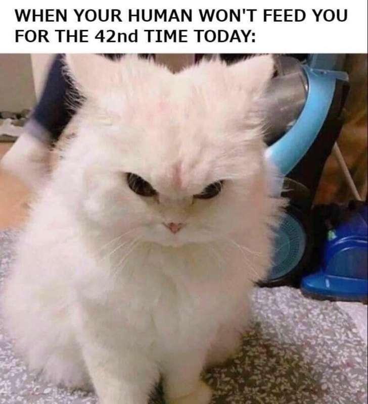 😹😹