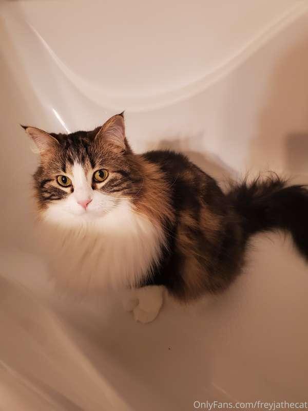 Hello everyone.

My human is going through a pretty rough ti..