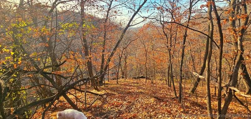 This is my new backyard 🥰 acres and acres of trees with view..