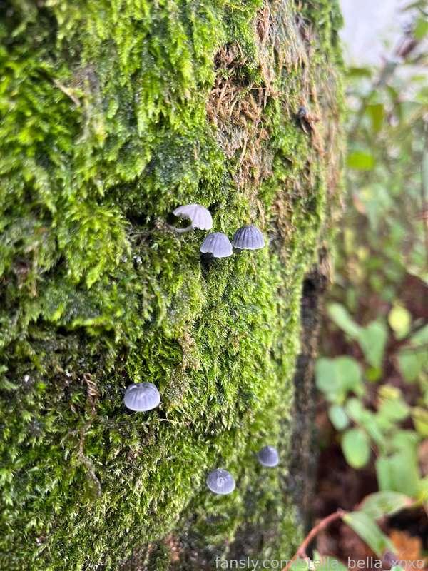 Some things caught my little eye this week. 

I suppose walking isn’t that bad because at least then I get to look at lots of cool stuff. I certainly wouldn’t have seen those teeny wee mushrooms if I was breaking the speed limit on that path like I normally am doing 😝 💨 

#fyp #outside #walking #cool #art #photography #sfw #sunrise #pretty #420 #nature #babe #hottie #outdoors 

