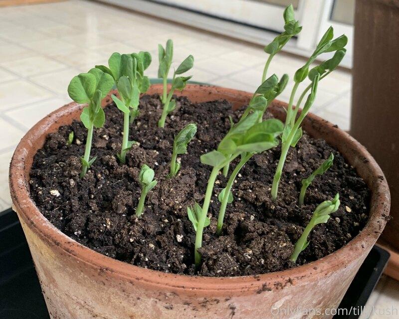 tillykush main image