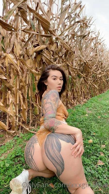 Come play with me in the cornfield <3