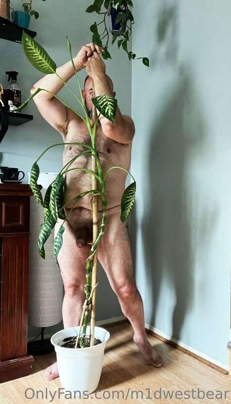 m1dwestbear image #5