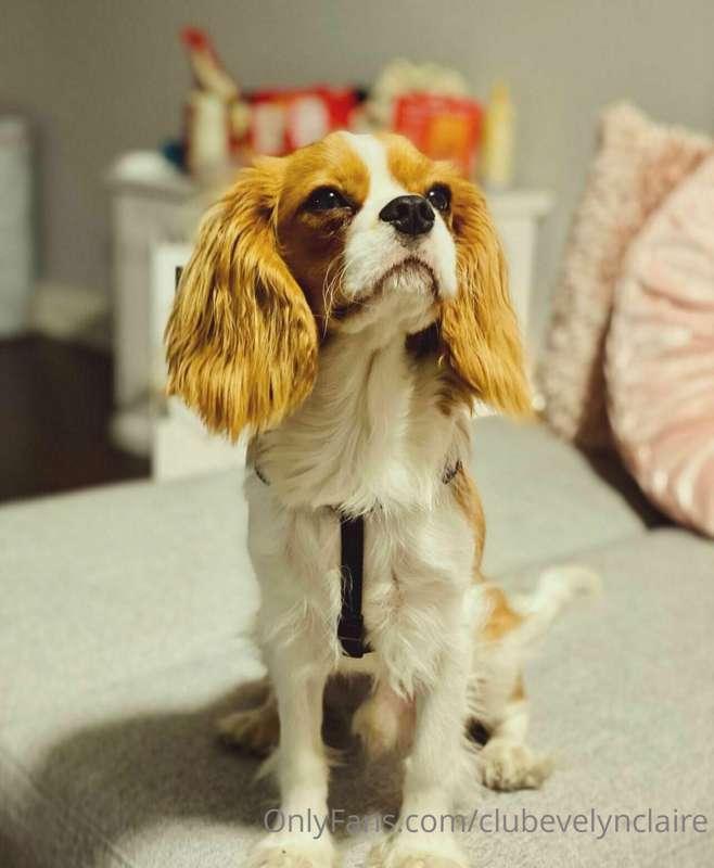 Puddles Just had his second surgery 🥺 I hope you can help us..