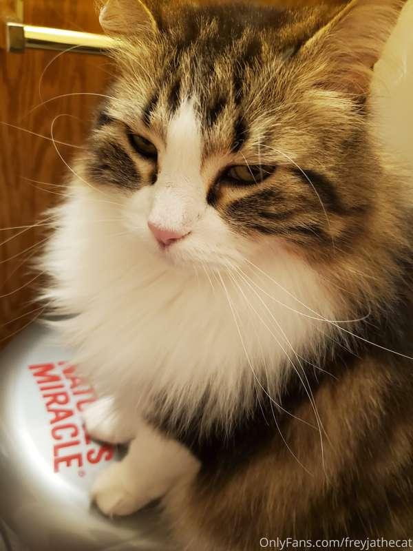 This new litter box in the bathroom is AMAZING! Now I can su..