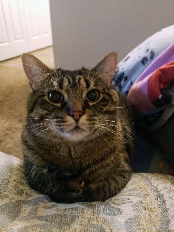This is my precious cat, Dewie. He passed away this morning...