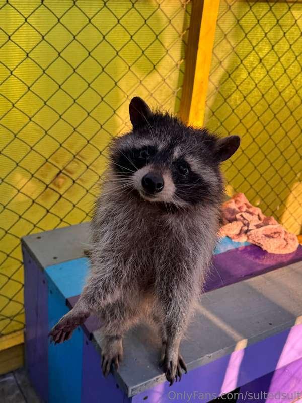 day two 🦝one of the best parts of the trip was visiting a ra..