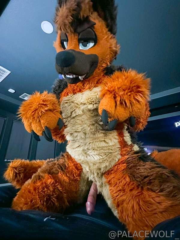 palacewolf main image