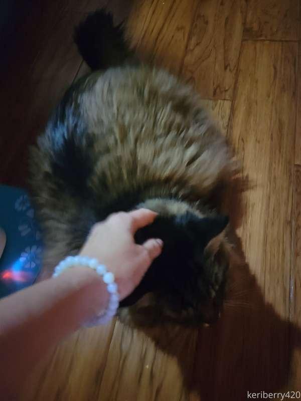 Our sweet boy Simon had to go to the vet today, gladly it is..