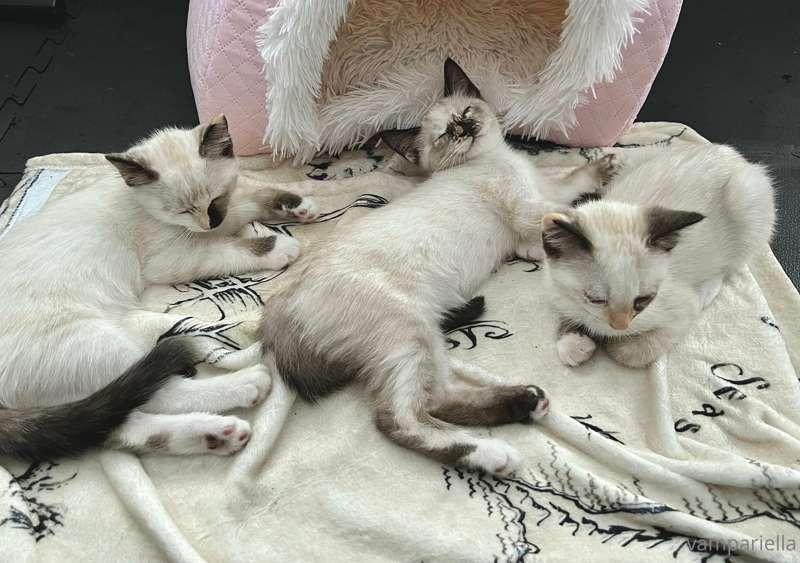 THE KITTIES