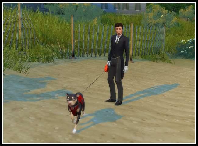 New Mod "Ask to Go for a Walk & Bath (Dogs)"