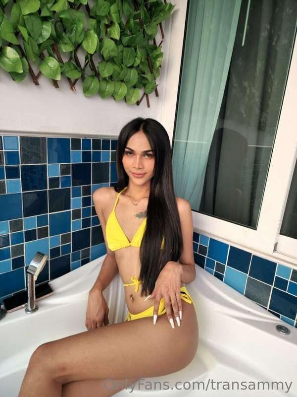 transammy main image