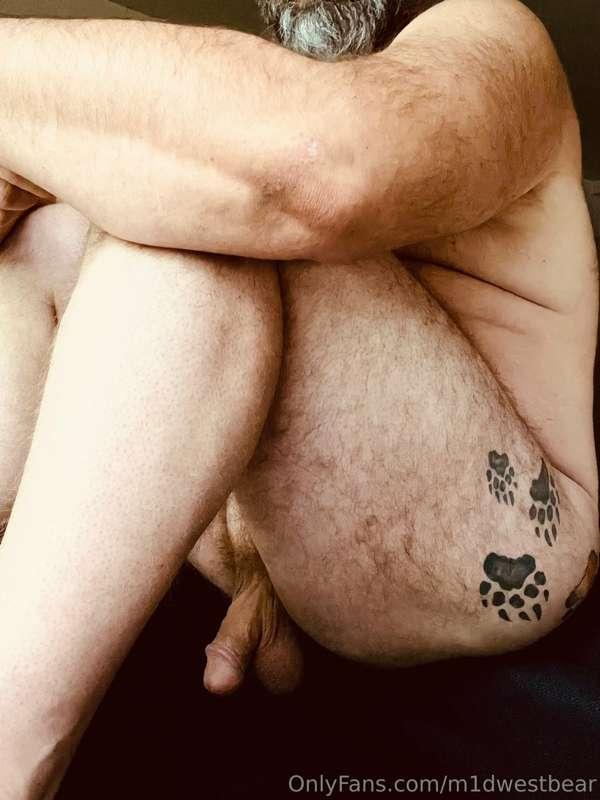 m1dwestbear image #1