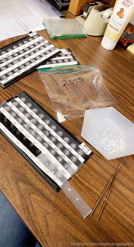 Sitting in the office sorting otoliths 😋 (Fish ear bones)
