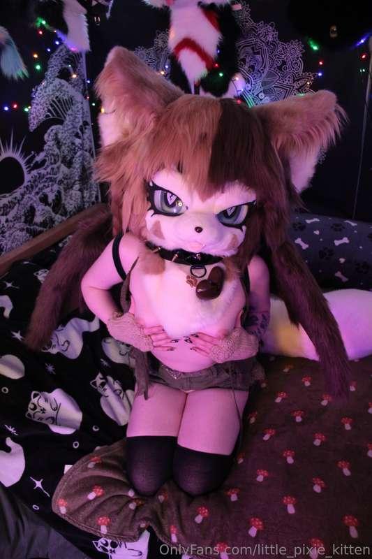 little_pixie_kitten image #9