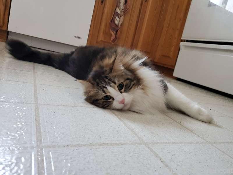 The kitchen is the best room in the house for kitty yoga!